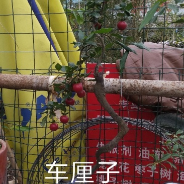 金弹子车厘子