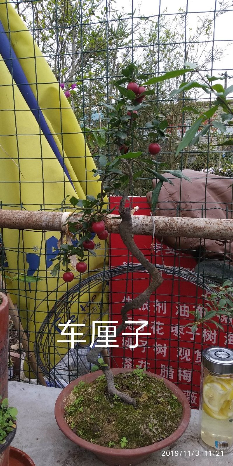 金弹子车厘子