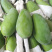 芒果大青芒果10斤当季新鲜热带水果大量批发