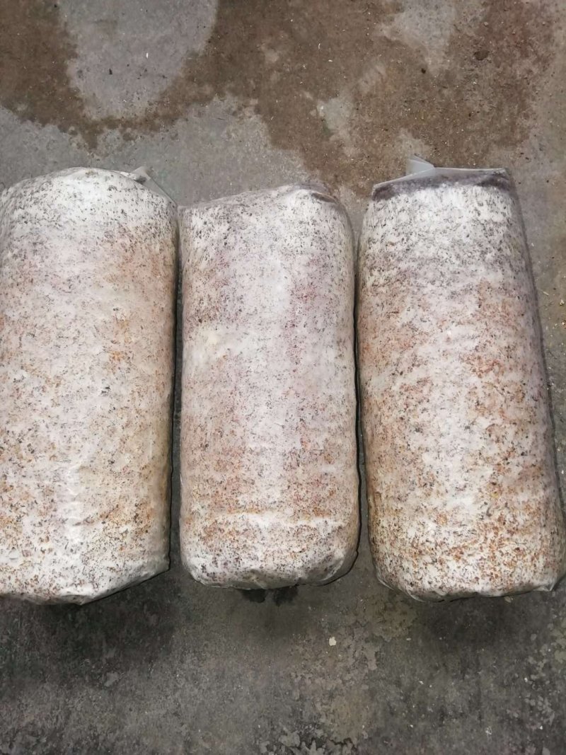 随州香菇基地供应椴木香菇菌种一袋70斤5袋起发包邮
