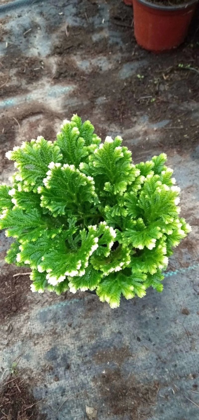 满天星，婚纱满天星好管理花期长颜色鲜艳价格合理