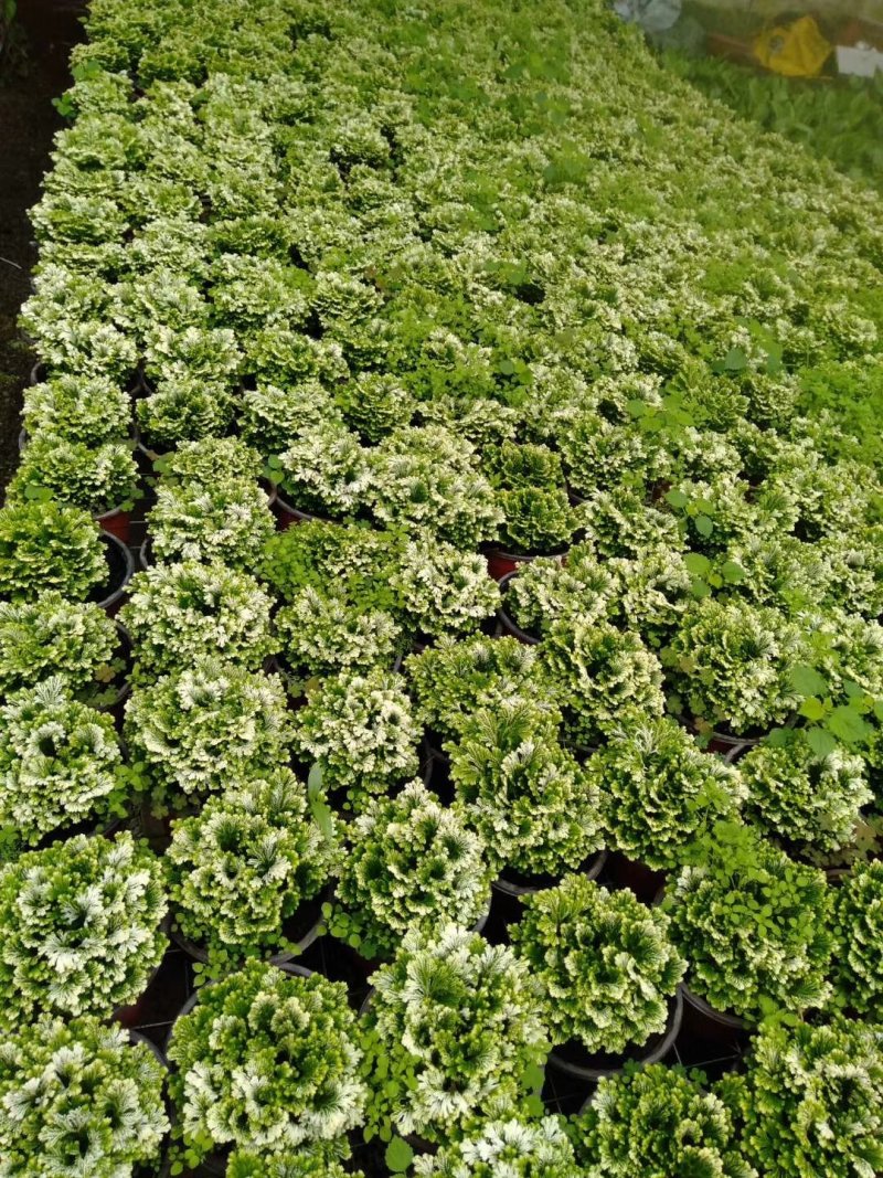 满天星，婚纱满天星好管理花期长颜色鲜艳价格合理