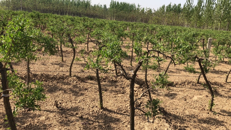 艺源金银花树，枸杞树，