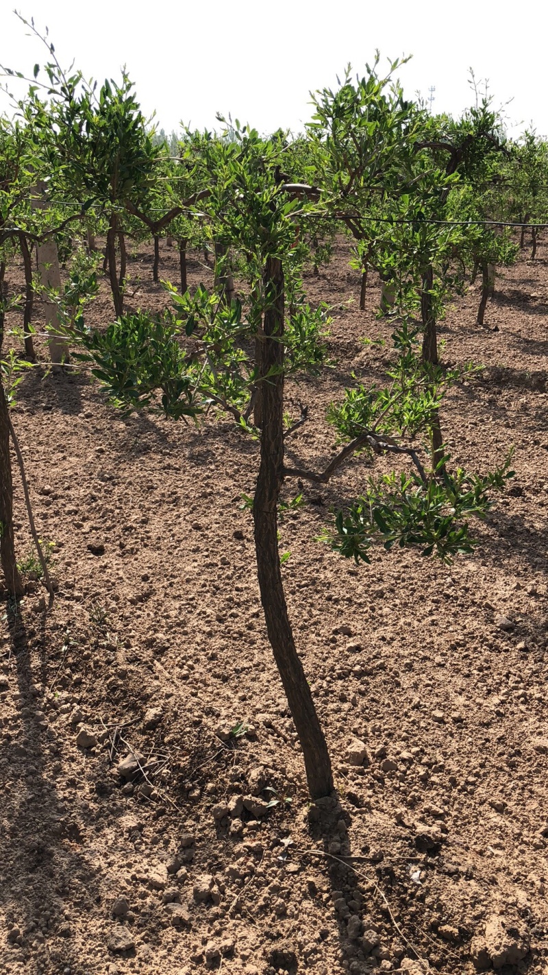 艺源金银花树，枸杞树，