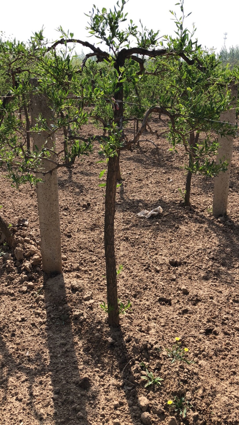 艺源金银花树，枸杞树，