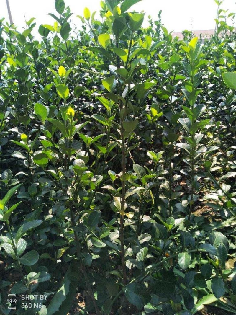 基地出售胶东卫矛苗高度40公分50公分直立卫矛苗