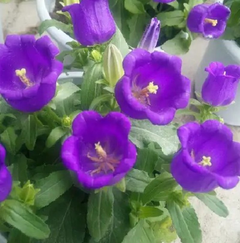 风铃花种子多年生风铃花草本种植。