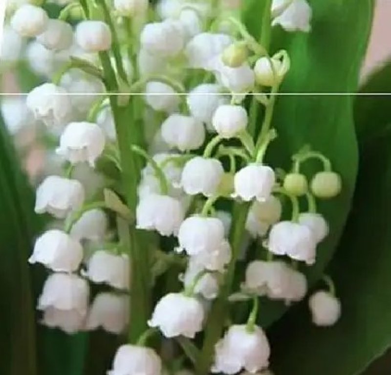 风铃花种子多年生风铃花草本种植。