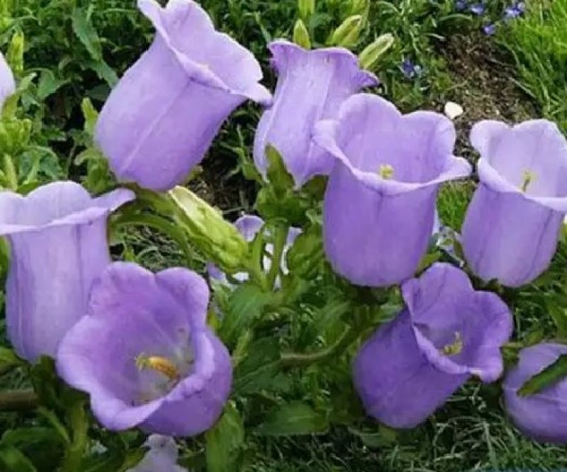 风铃花种子多年生风铃花草本种植。