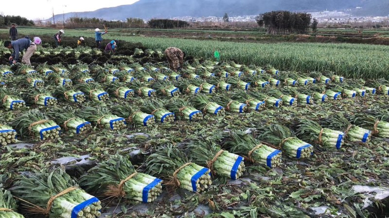 云南大理莴笋新鲜采摘大量批发对接冷柜25吨发货老板