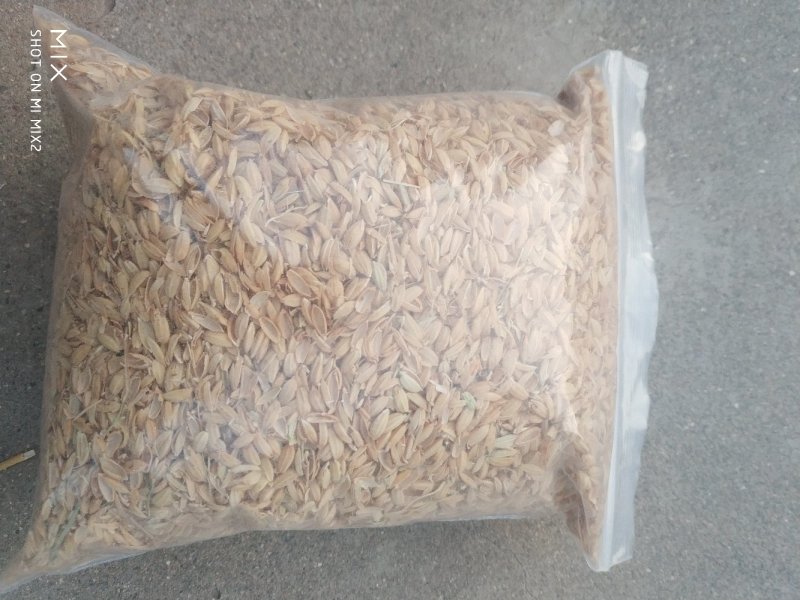 鱼台稻壳山东稻壳圆粒稻壳批发