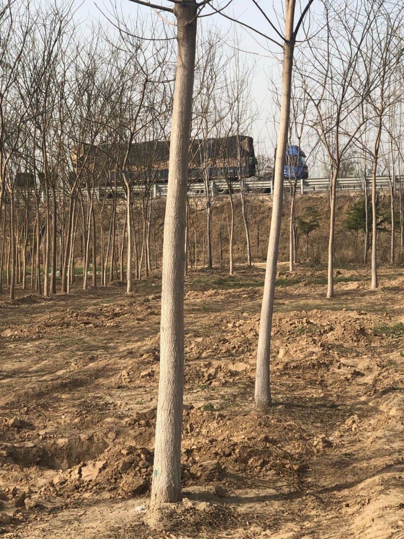 老式国槐，八到十公分一级货