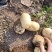 【精品】土豆丽薯六号土豆3两以上量大价优纸箱包装