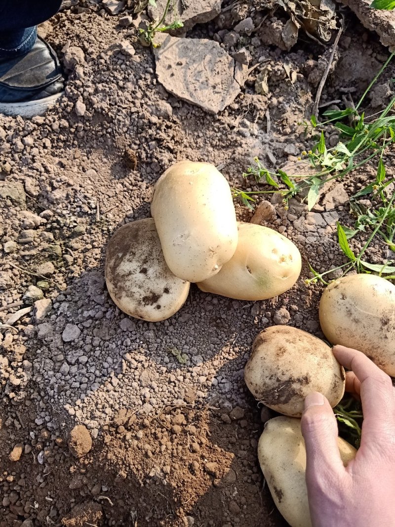 【精品】土豆丽薯六号土豆3两以上量大价优纸箱包装