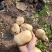【精品】土豆丽薯六号土豆3两以上量大价优纸箱包装