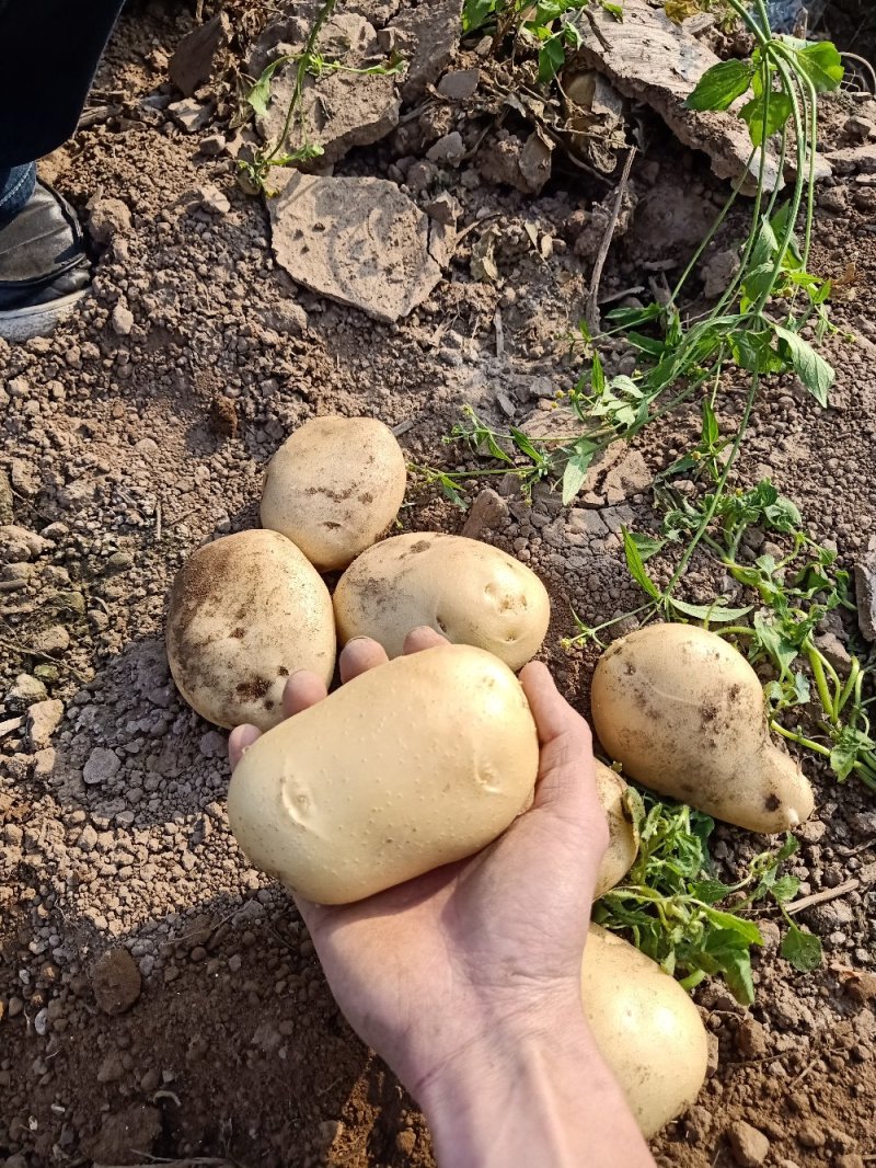 【精品】土豆丽薯六号土豆3两以上量大价优纸箱包装