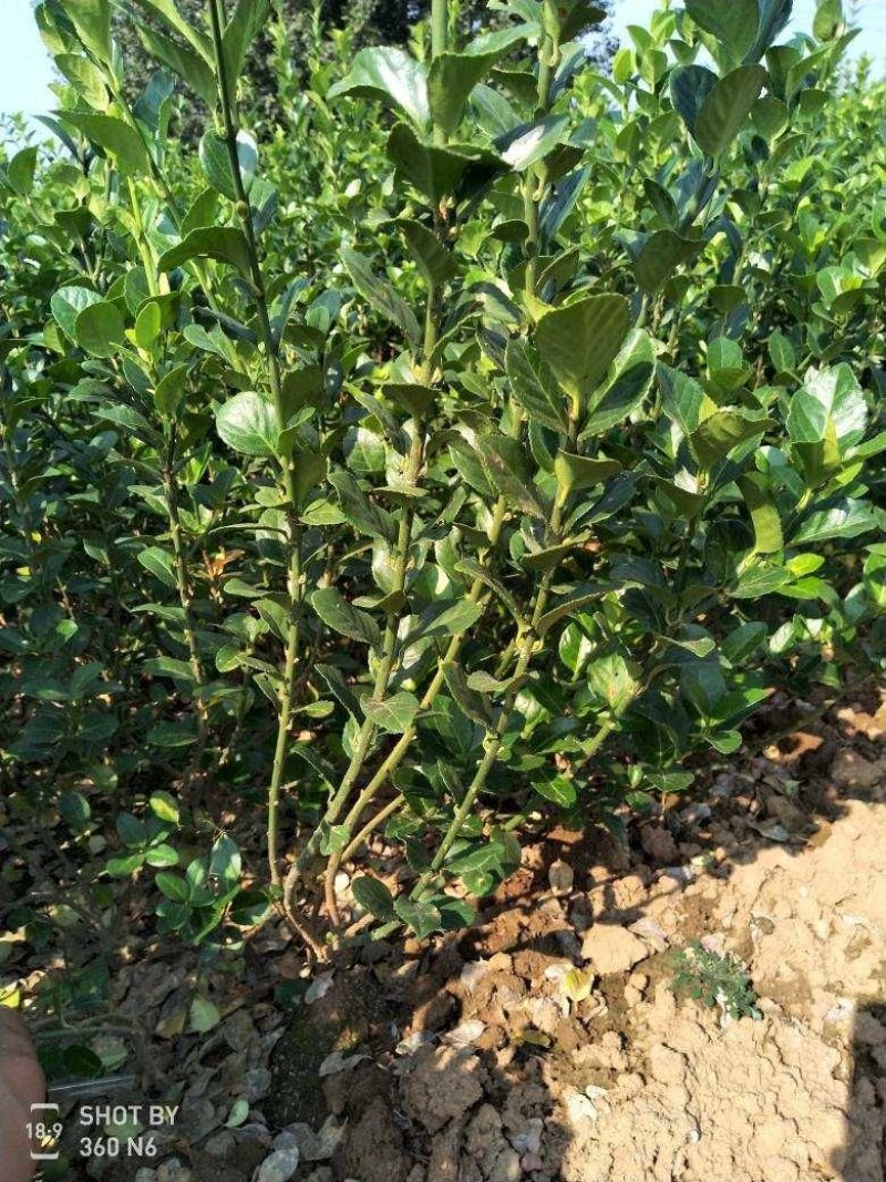 基地出售卫矛苗大叶卫矛50公分直立卫矛