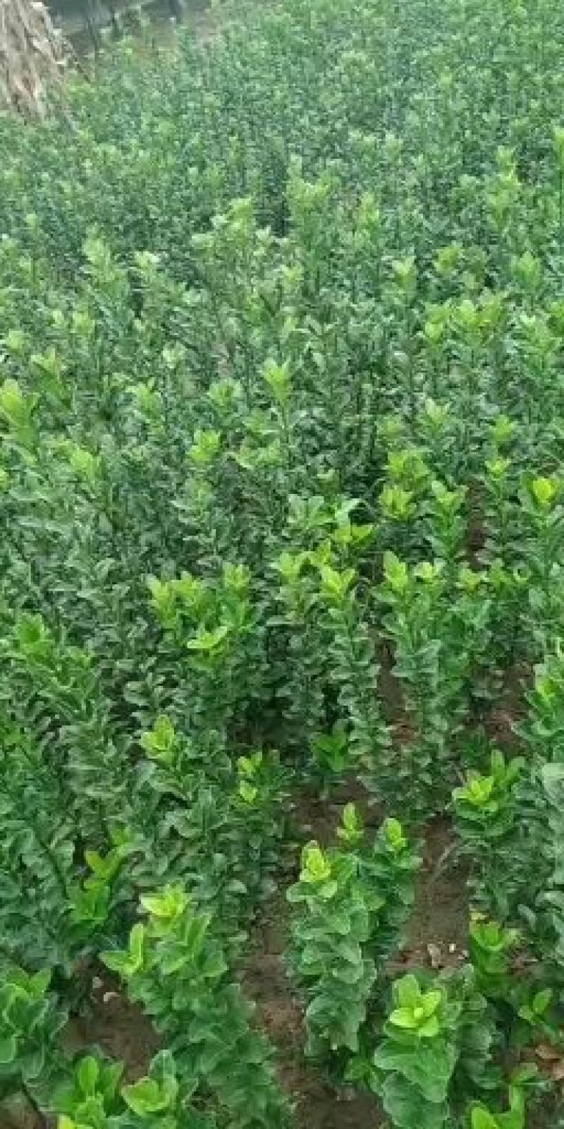 基地出售卫矛苗大叶卫矛50公分直立卫矛