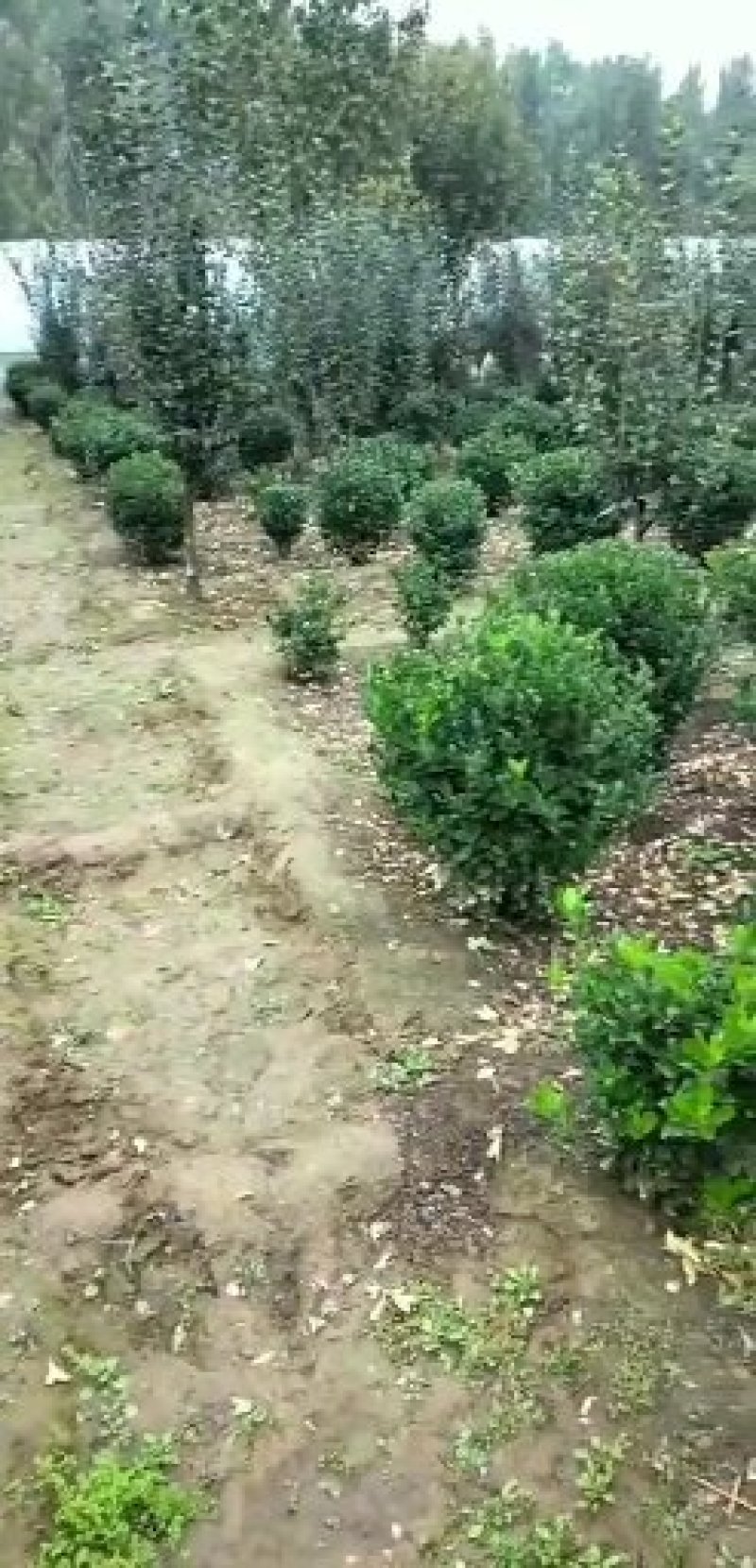 基地出售卫矛苗大叶卫矛50公分直立卫矛