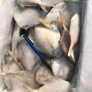 银鲳鱼单冻,块冻,原料解冻板全规格质量好价格低可视频看货