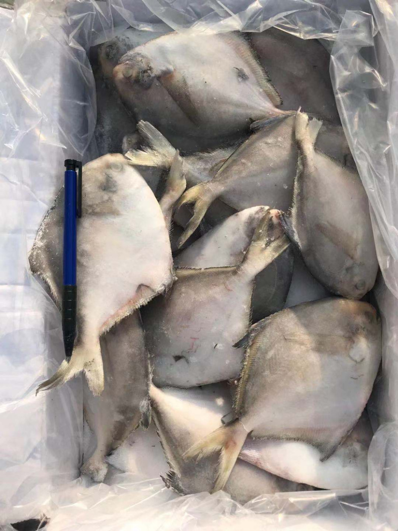 银鲳鱼单冻，块冻，原料解冻板全规格质量好价格低可视频看货