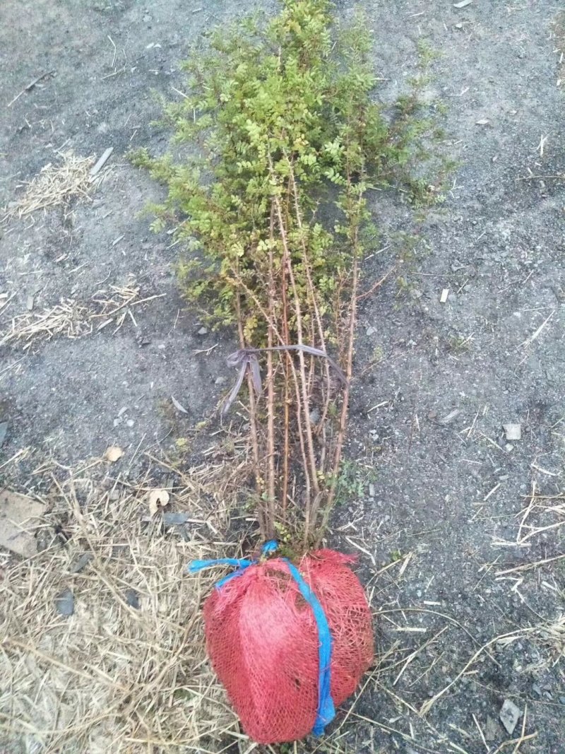黄刺玫多头黄刺玫山西黄刺玫价格