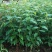 樱花樱花（学名：Cerasussp.）蔷薇科樱属植物