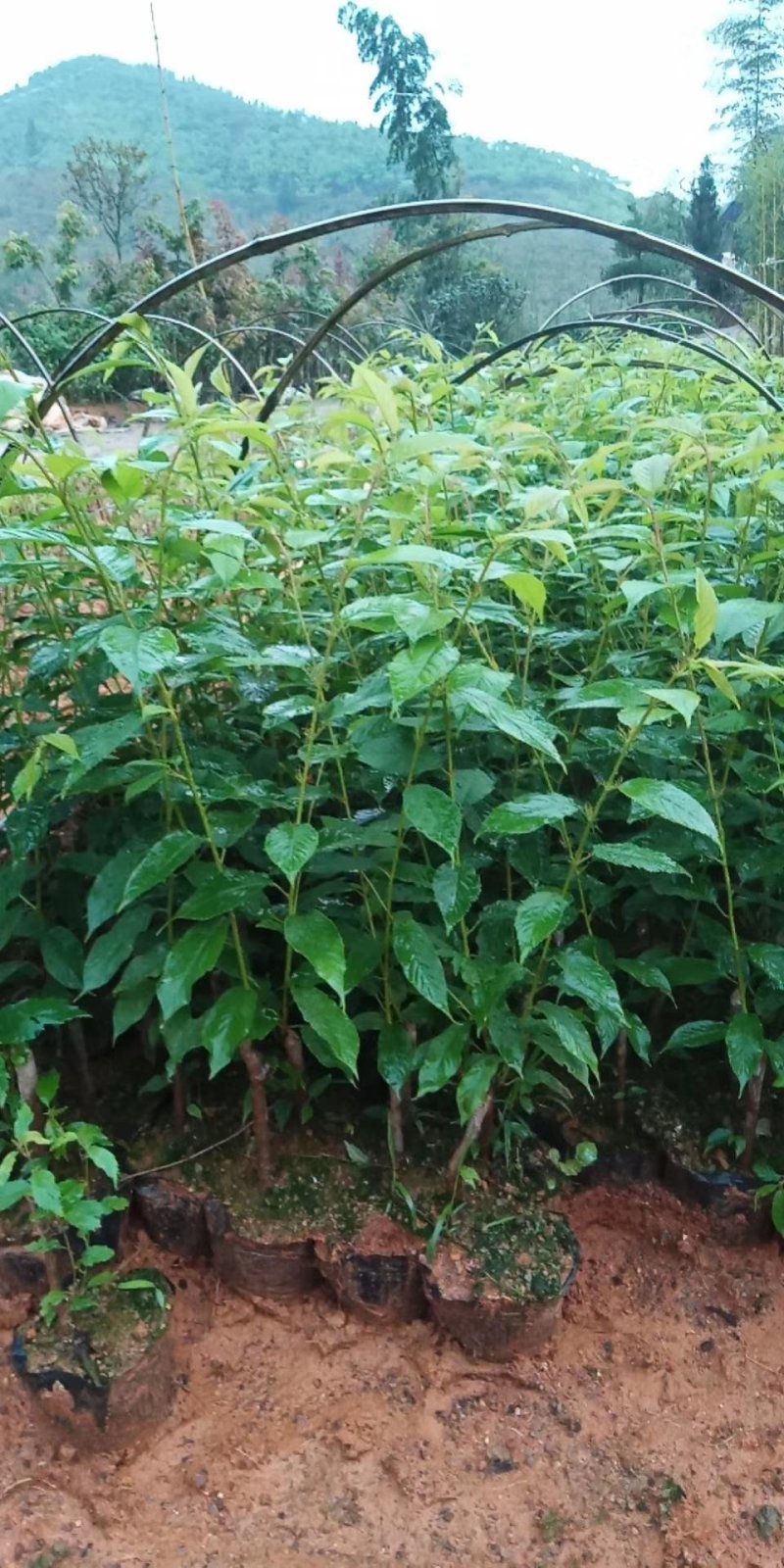 樱花樱花（学名：Cerasussp.）蔷薇科樱属植物