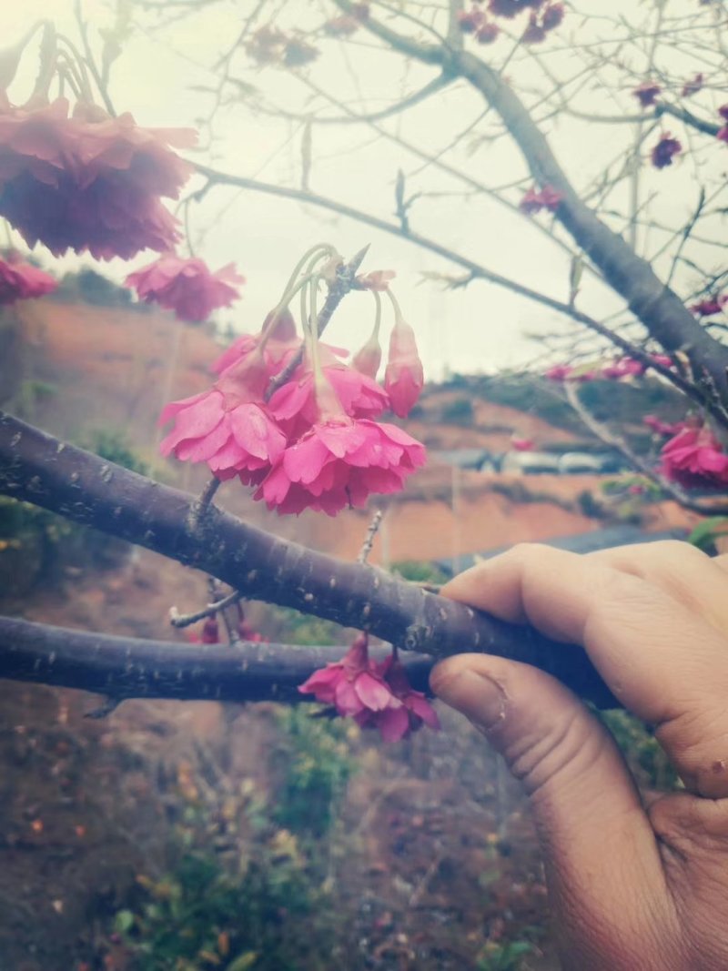 樱花樱花（学名：Cerasussp.）蔷薇科樱属植物