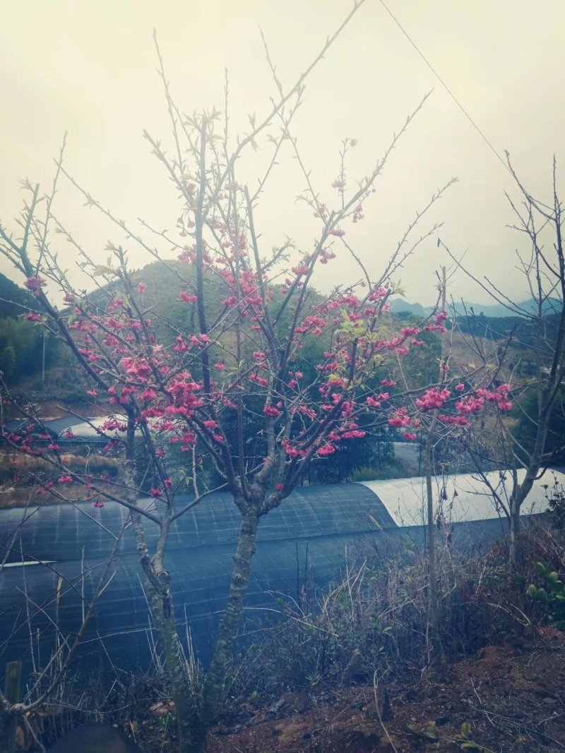 樱花樱花（学名：Cerasussp.）蔷薇科樱属植物