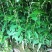 樱花樱花（学名：Cerasussp.）蔷薇科樱属植物