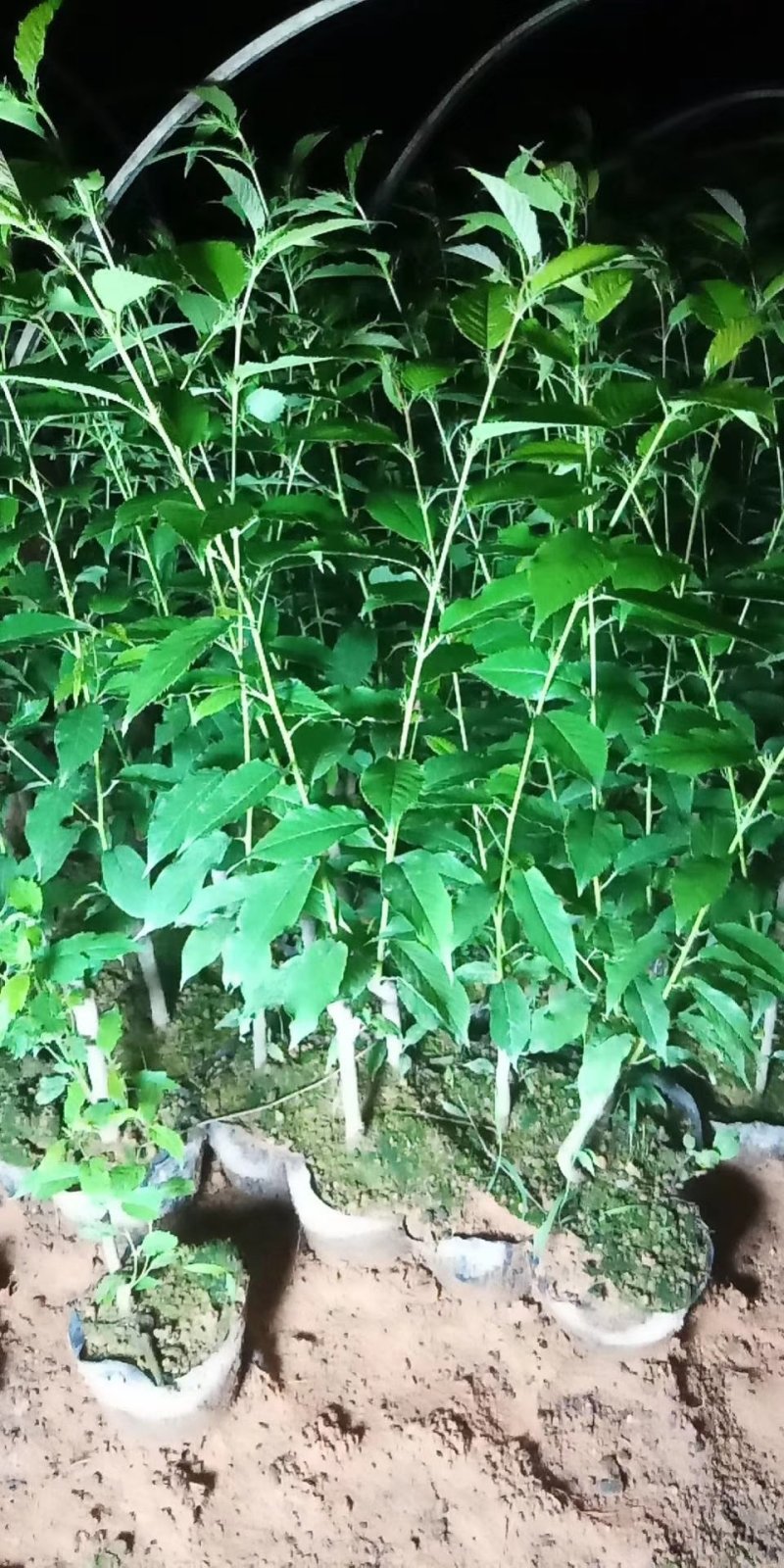 樱花樱花（学名：Cerasussp.）蔷薇科樱属植物