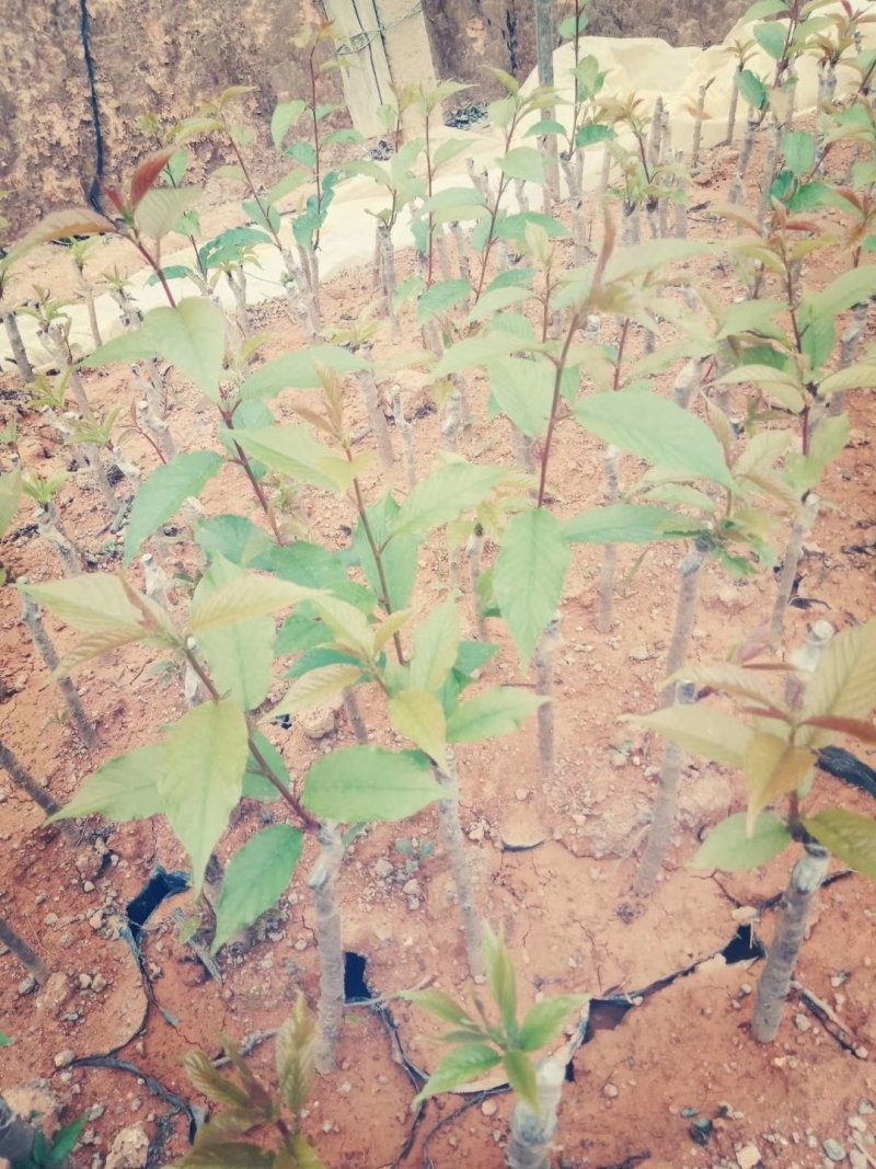 樱花樱花（学名：Cerasussp.）蔷薇科樱属植物