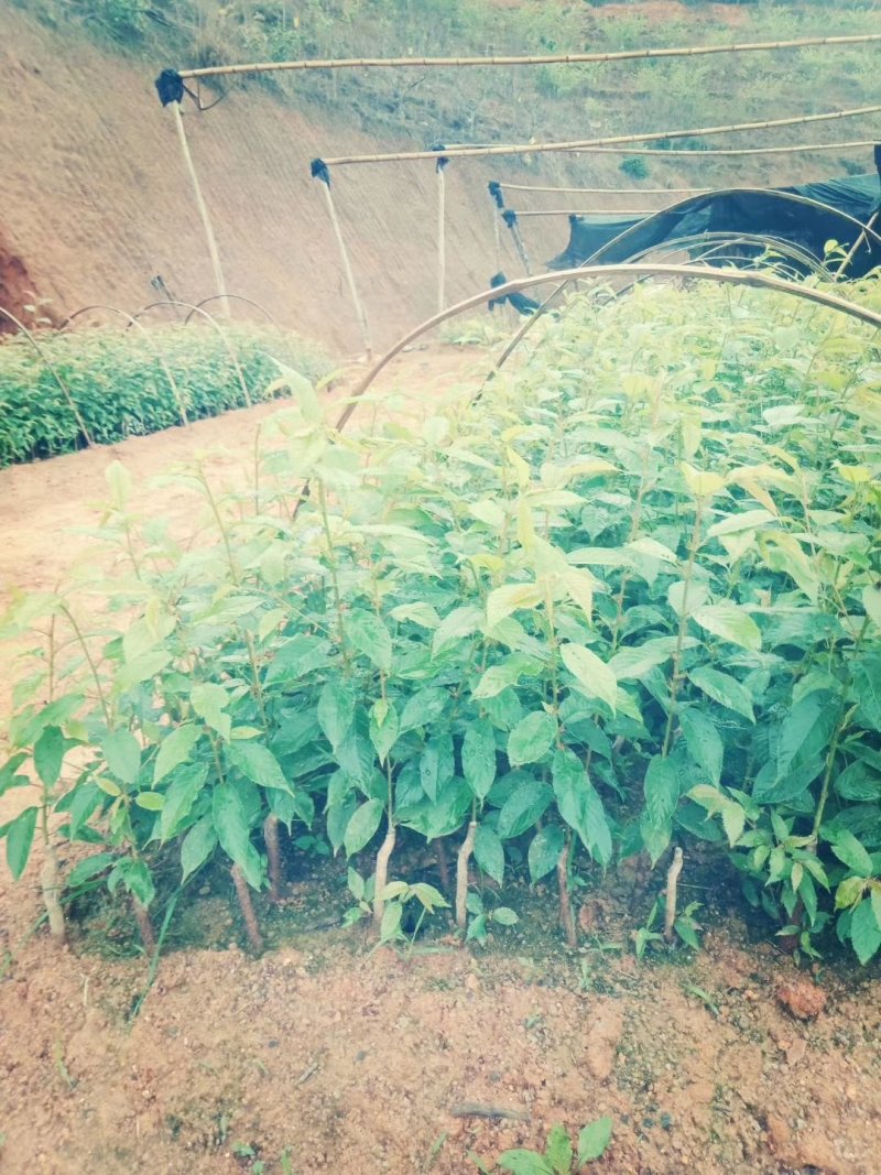 樱花樱花（学名：Cerasussp.）蔷薇科樱属植物