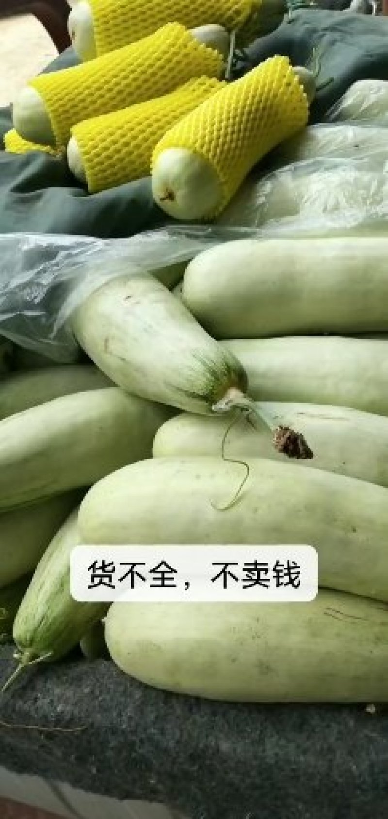 61甜瓜通货0.5斤以上大量上市，欢迎大家前来选购
