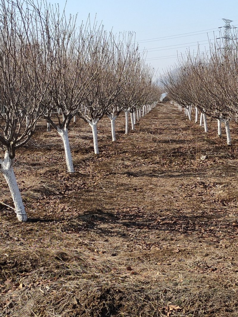 基地大量出售8公分10公分晚樱绿化工程用日本晚樱