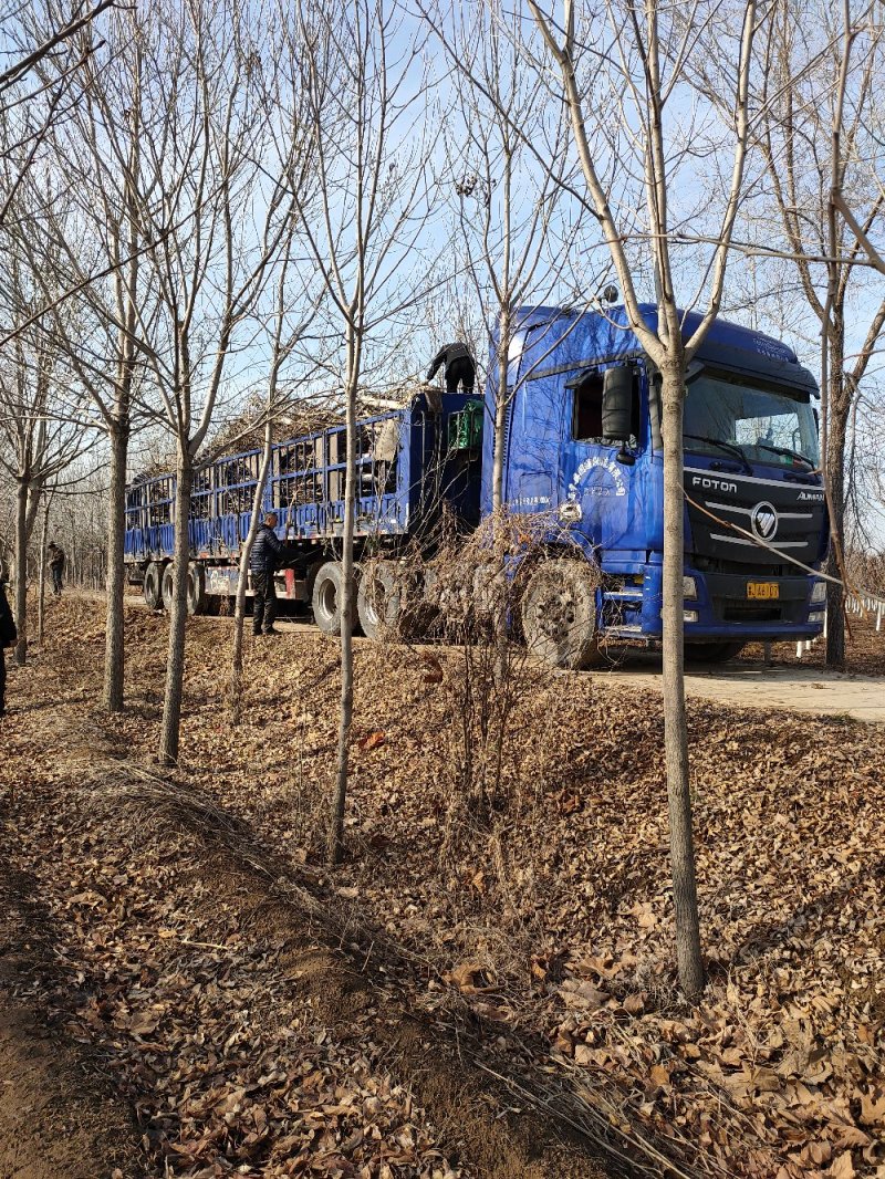 基地大量出售8公分10公分晚樱绿化工程用日本晚樱