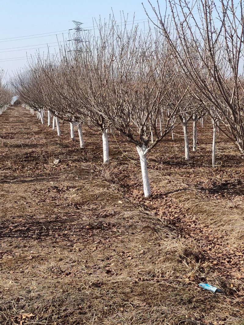 基地大量出售8公分10公分晚樱绿化工程用日本晚樱