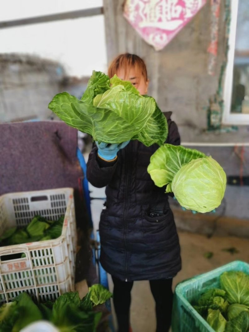 山东潍坊甘蓝，黄心，绿甘蓝，大头菜，包菜，净菜，大量上市