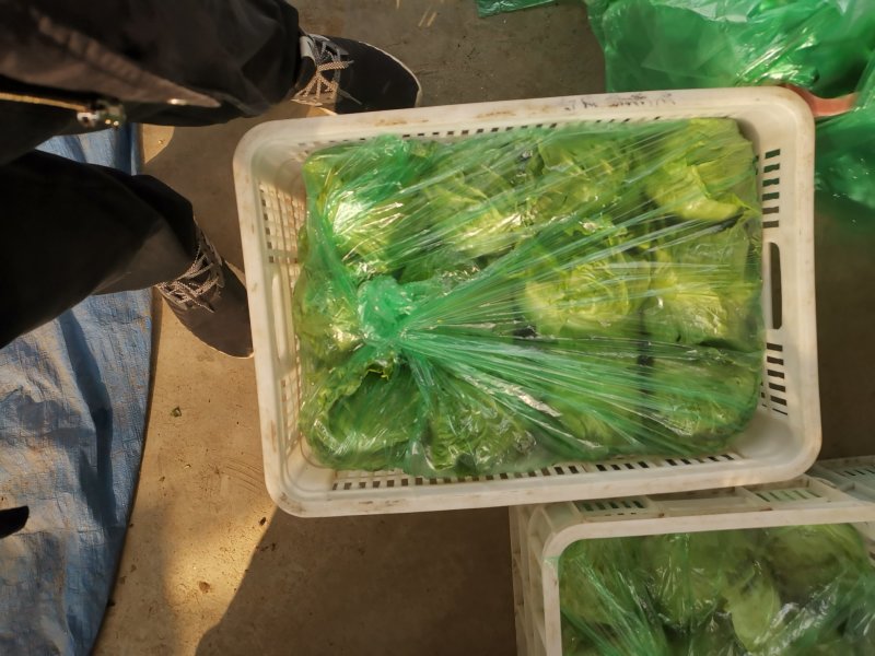 山东潍坊甘蓝，黄心，绿甘蓝，大头菜，包菜，净菜，大量上市