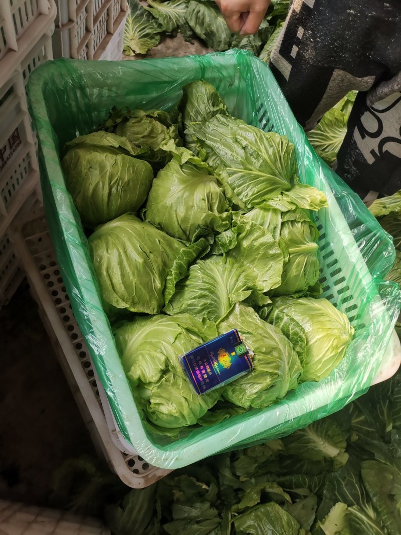 山东潍坊甘蓝，黄心，绿甘蓝，大头菜，包菜，净菜，大量上市