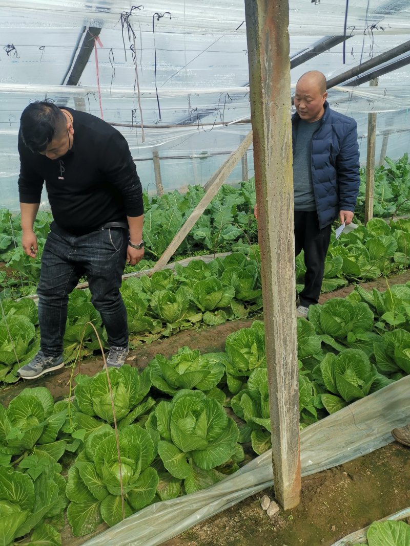 山东潍坊甘蓝，黄心，绿甘蓝，大头菜，包菜，净菜，大量上市