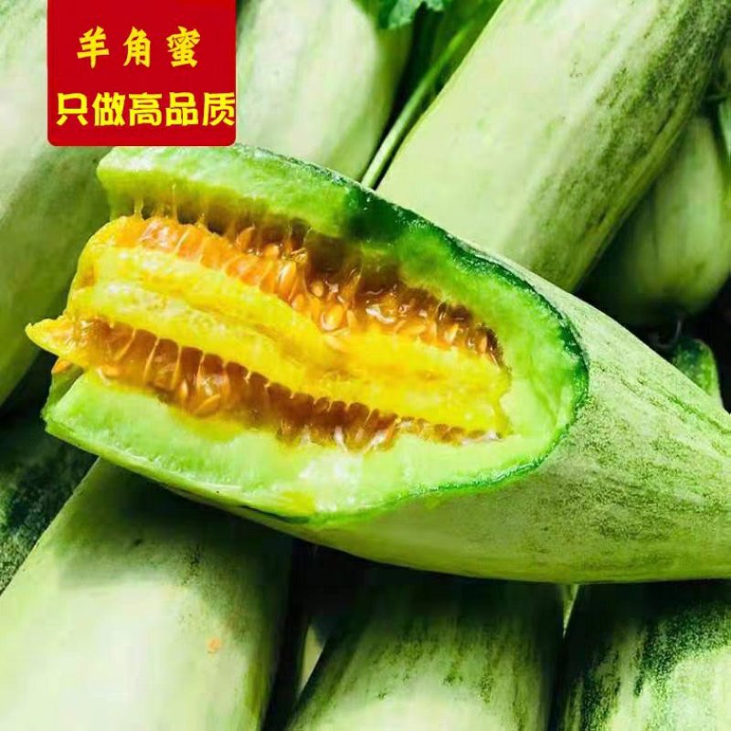 羊角蜜甜瓜博洋61991精品1斤以上