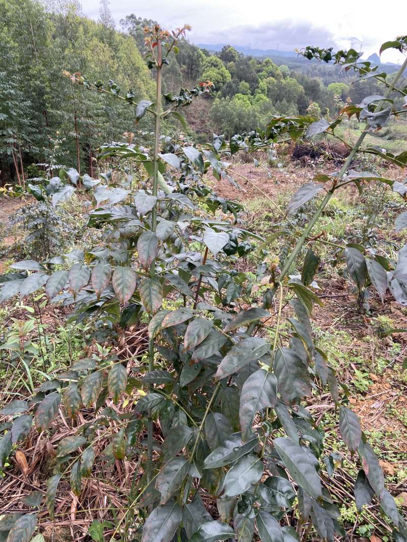 钩藤苗野生挖取种植成活高
