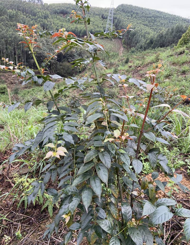 钩藤苗野生挖取种植成活高