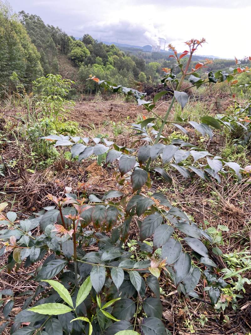 钩藤苗野生挖取种植成活高