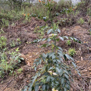钩藤苗野生挖取种植成活高