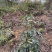钩藤苗野生挖取种植成活高