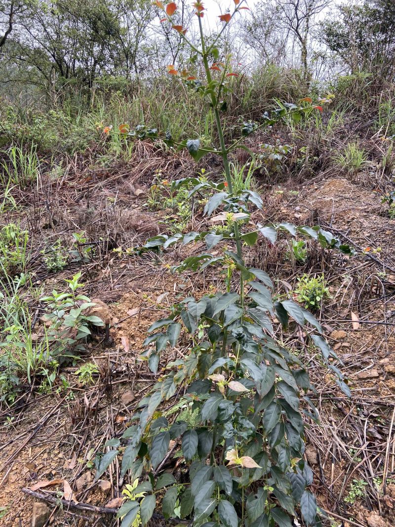 钩藤苗野生挖取种植成活高