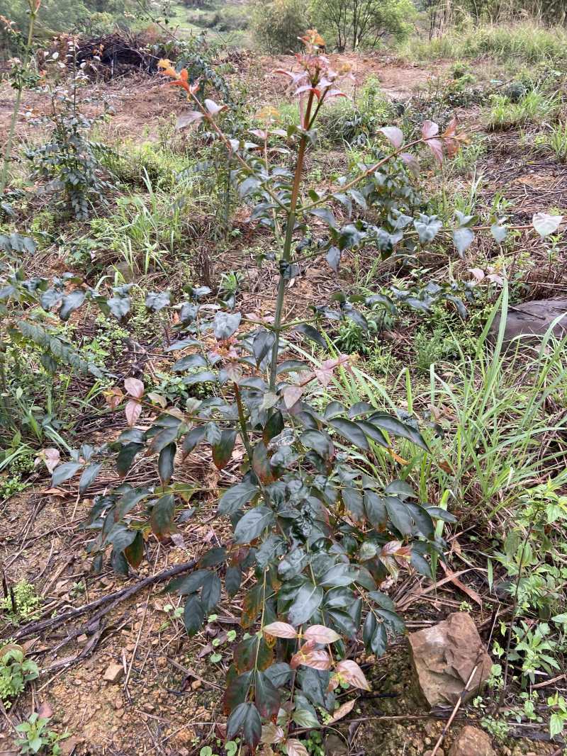 钩藤苗野生挖取种植成活高